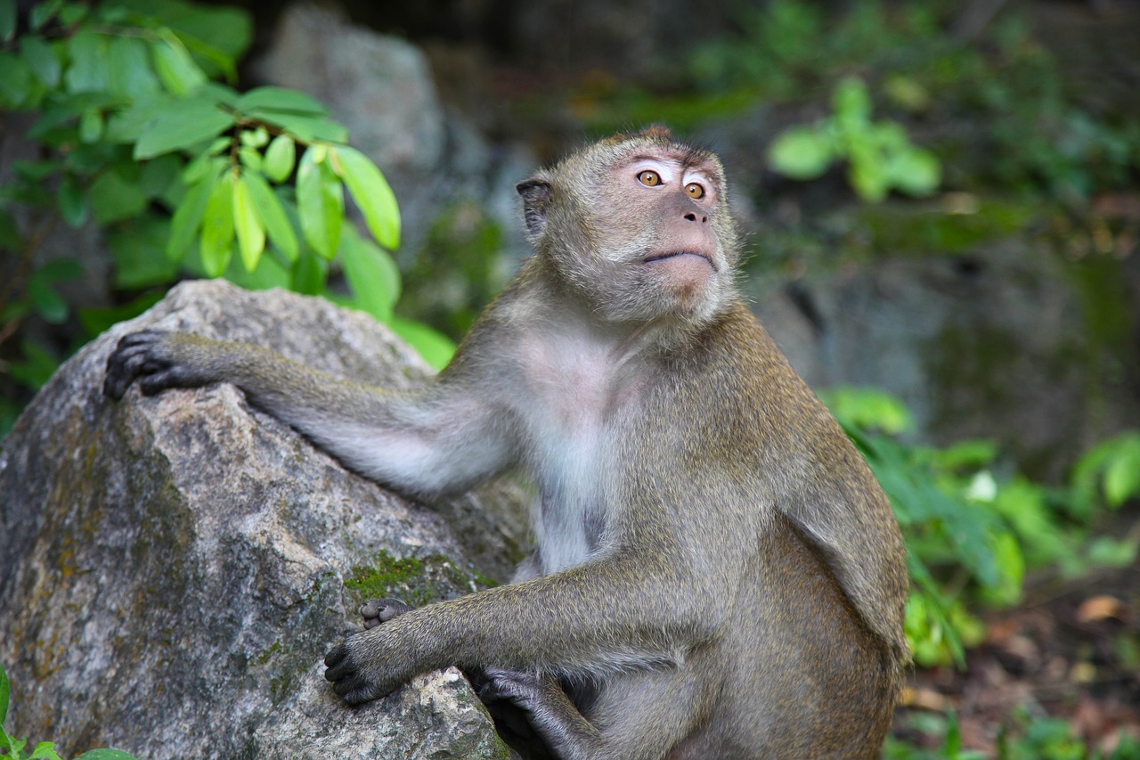 Beždžionė, Makakas, Tailandas, Primatas, Laukinė Gamta, Išraiškingas, Asija, Plaukuotas, Kailis, Nemokamos Nuotraukos