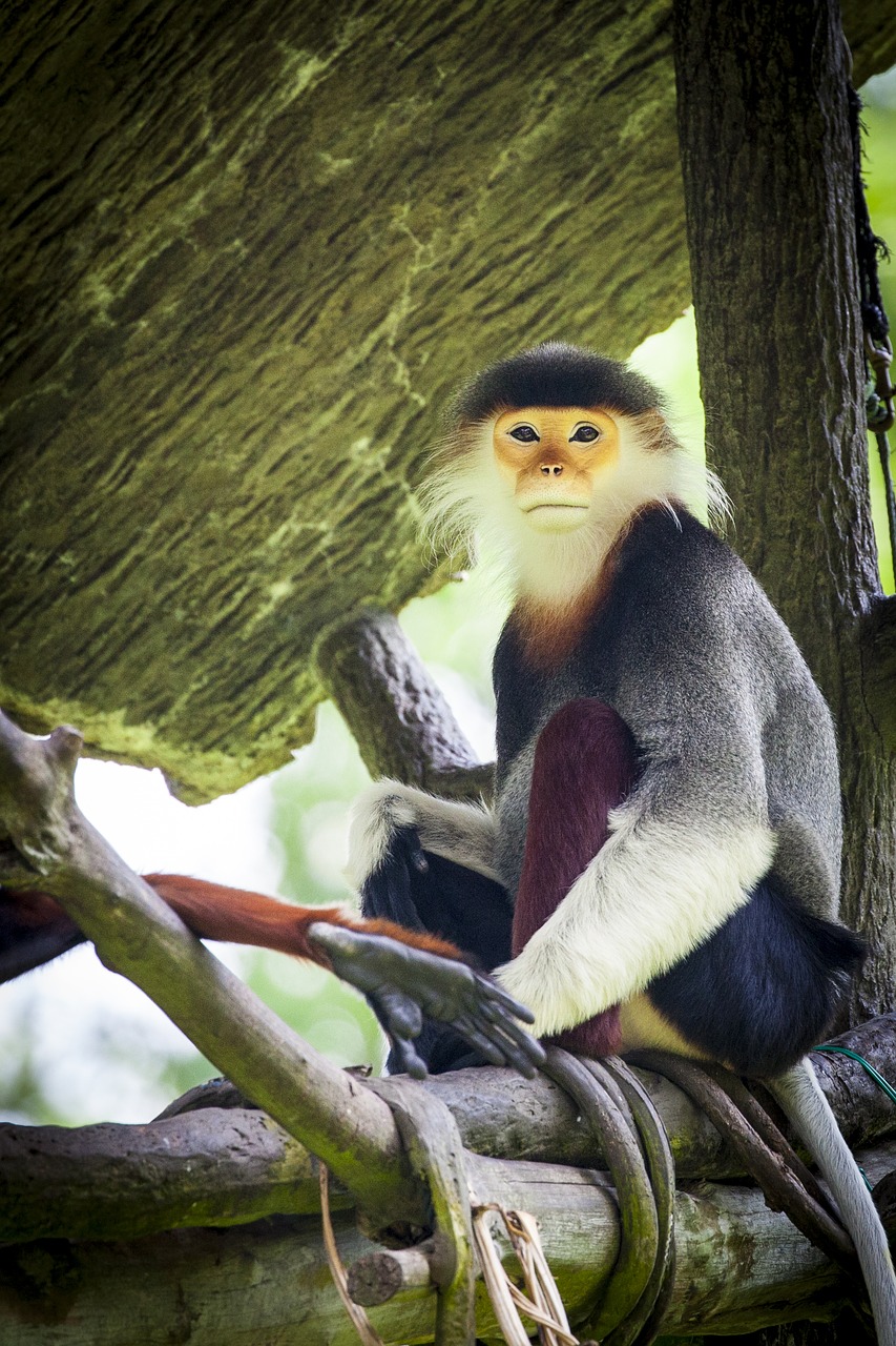 Beždžionė, Douc, Douc Langur, Rotschenklige Suknelės Beždžionėms, Vietnamas, Nemokamos Nuotraukos,  Nemokama Licenzija