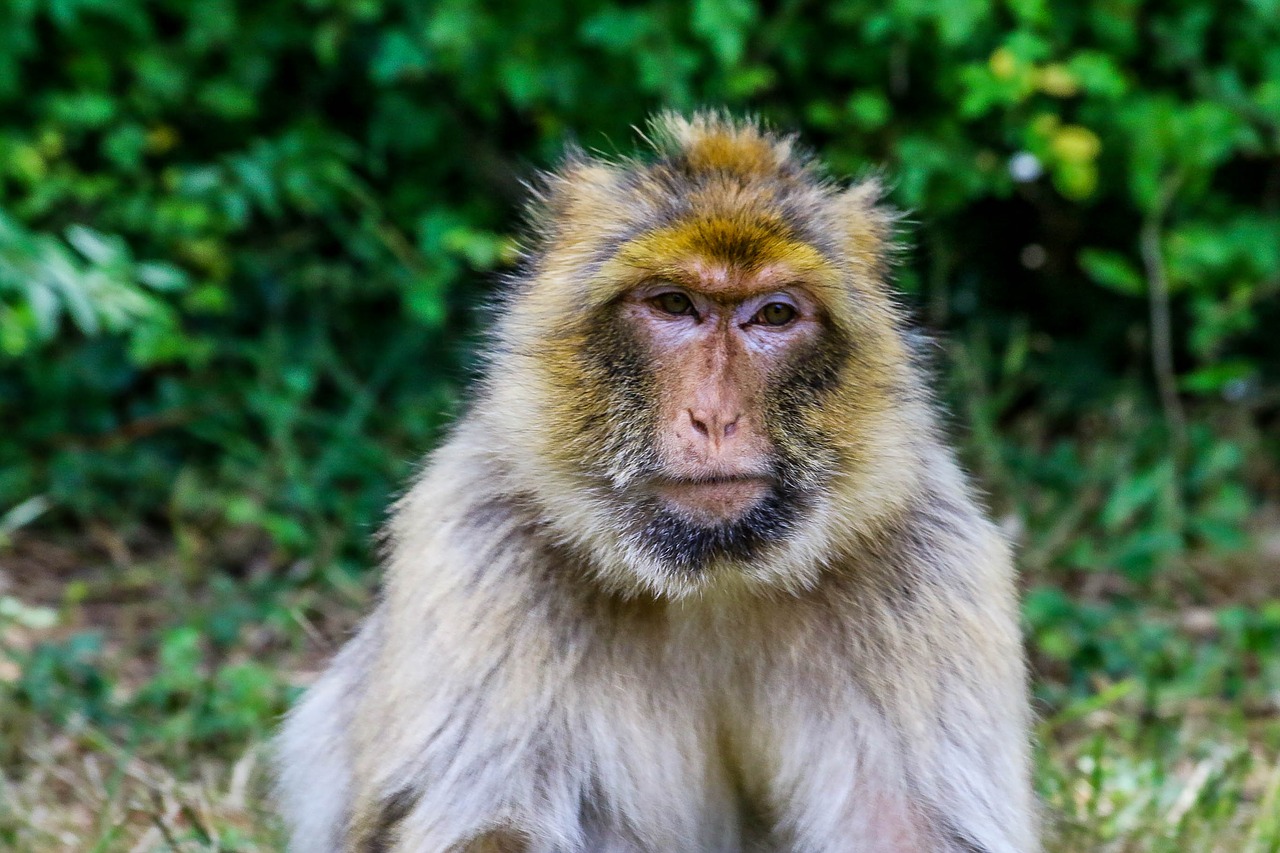 Beždžionė, Primatas, Gyvūnas, Laukiniai, Zoologijos Sodas, Magot, Nemokamos Nuotraukos,  Nemokama Licenzija