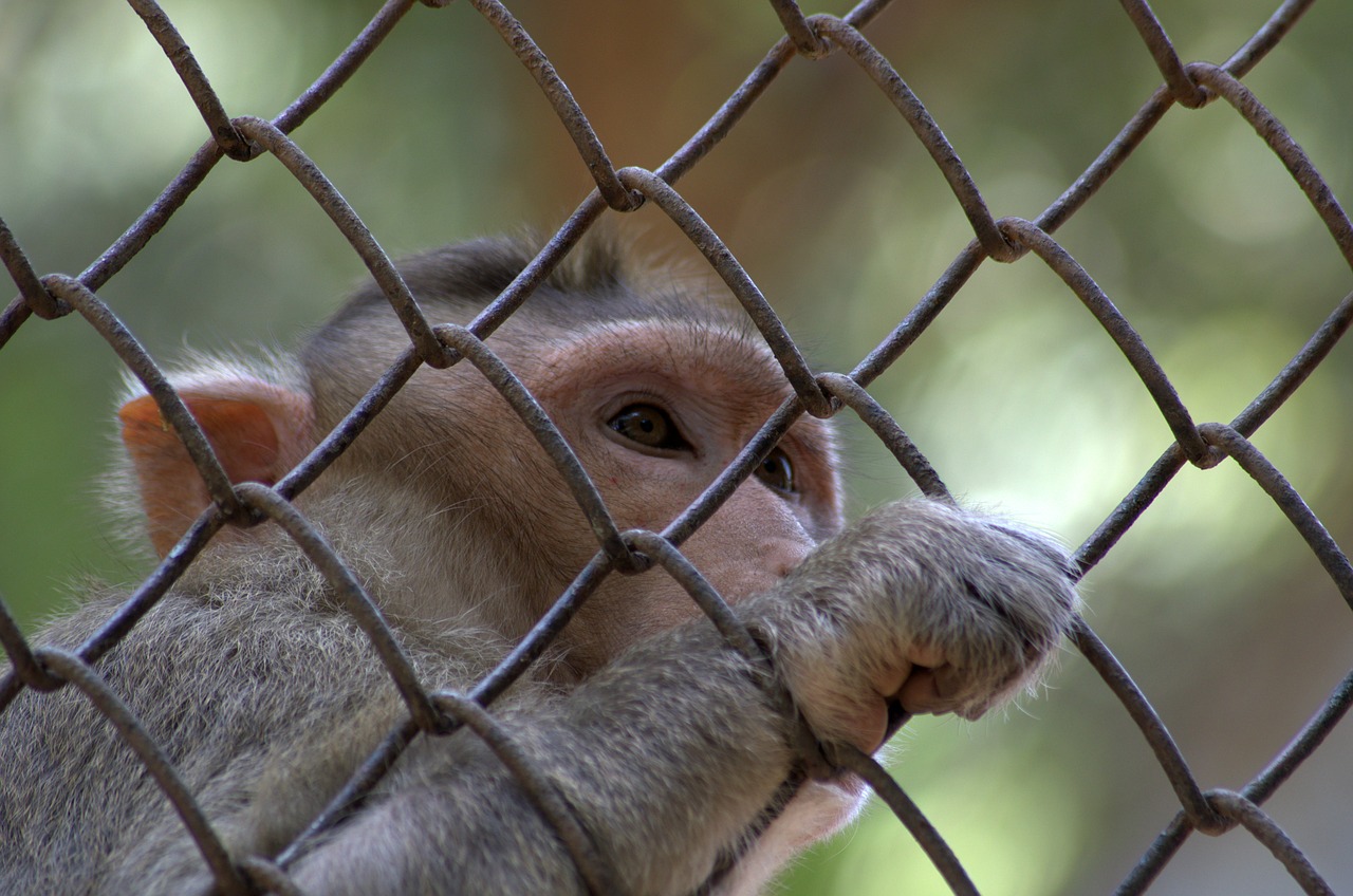 Beždžionė, Reus Macaque, Macaca Radiata, Gyvūnas, Primatas, Rutulys, Zoologijos Sodas, Narve, Iš Arti, Žiūri