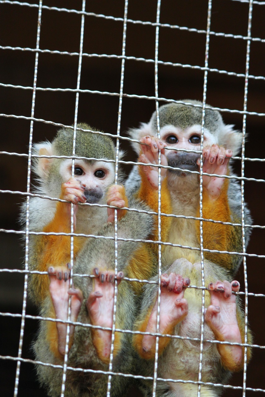 Beždžionė, Nagasaki Bio Parkas, Zoologijos Sodas, Broliai Ir Seserys, Tarsier, Nemokamos Nuotraukos,  Nemokama Licenzija