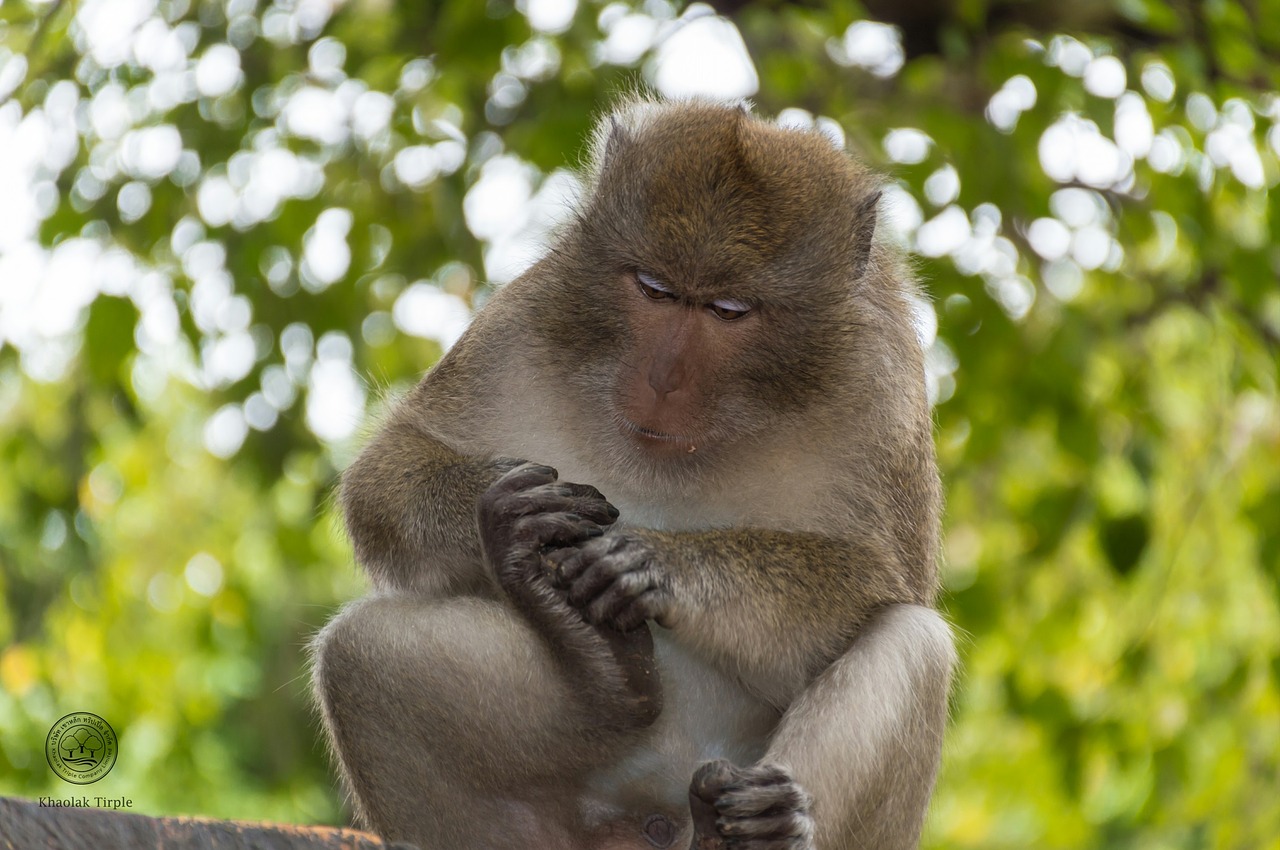 Beždžionė, Gyvūnai, Gamta, Žinduolis, Tailandas, Nuolatinis, Clamber, Makakas, Akys, Greitai