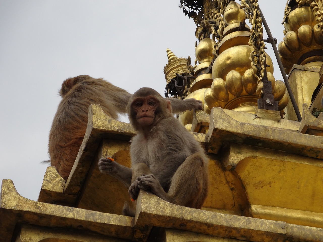 Beždžionė, Swayambhunath, Katmandu, Šventykla, Nepalas, Nemokamos Nuotraukos,  Nemokama Licenzija