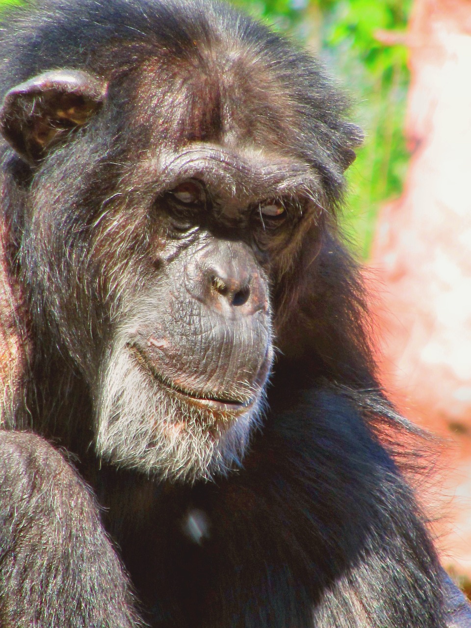 Beždžionė, Šimpanzė, Gyvūnas, Ape, Zoologijos Sodas, Žinduolis, Silverback, Nemokamos Nuotraukos,  Nemokama Licenzija