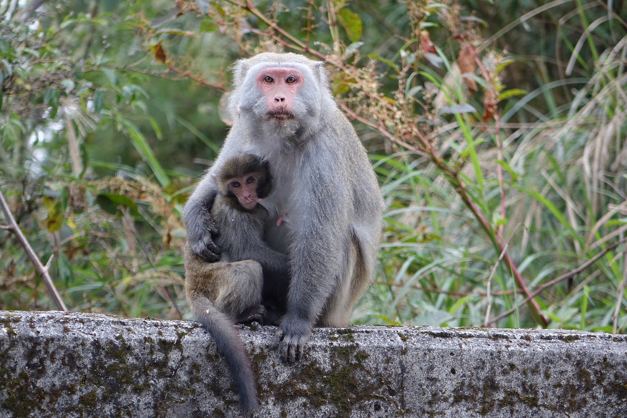 Beždžionė, Taivano Laukiniai Beždžioniai, Motina Ir Sūnus, Nemokamos Nuotraukos,  Nemokama Licenzija