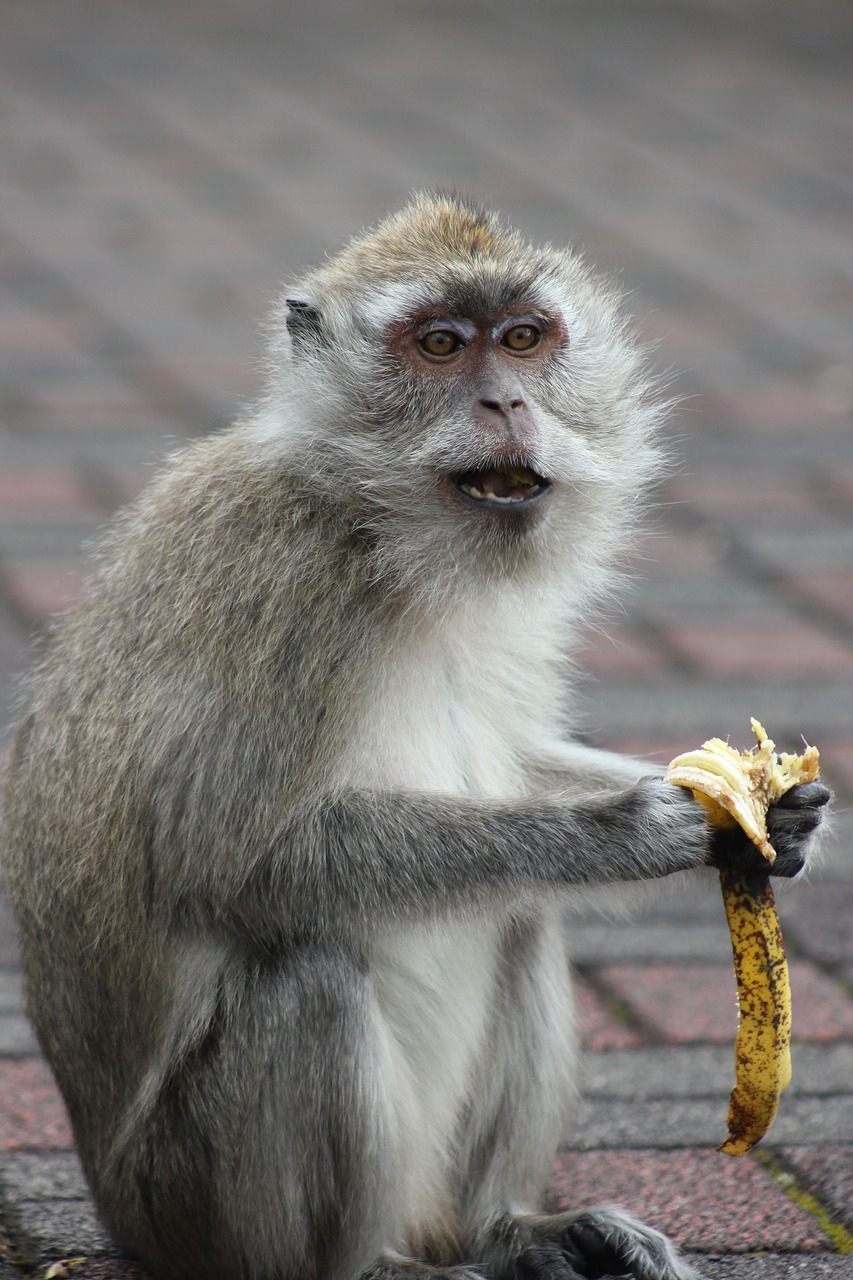 Beždžionė, Portretas, Gamta, Gyvūnas, Bananas, Nemokamos Nuotraukos,  Nemokama Licenzija