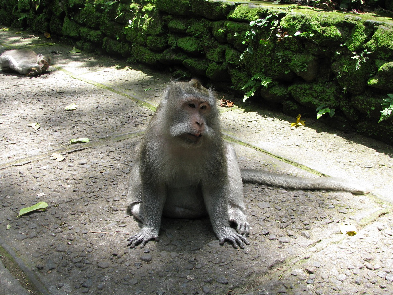 Beždžionė, Bali, Ubud, Indonezija, Nemokamos Nuotraukos,  Nemokama Licenzija
