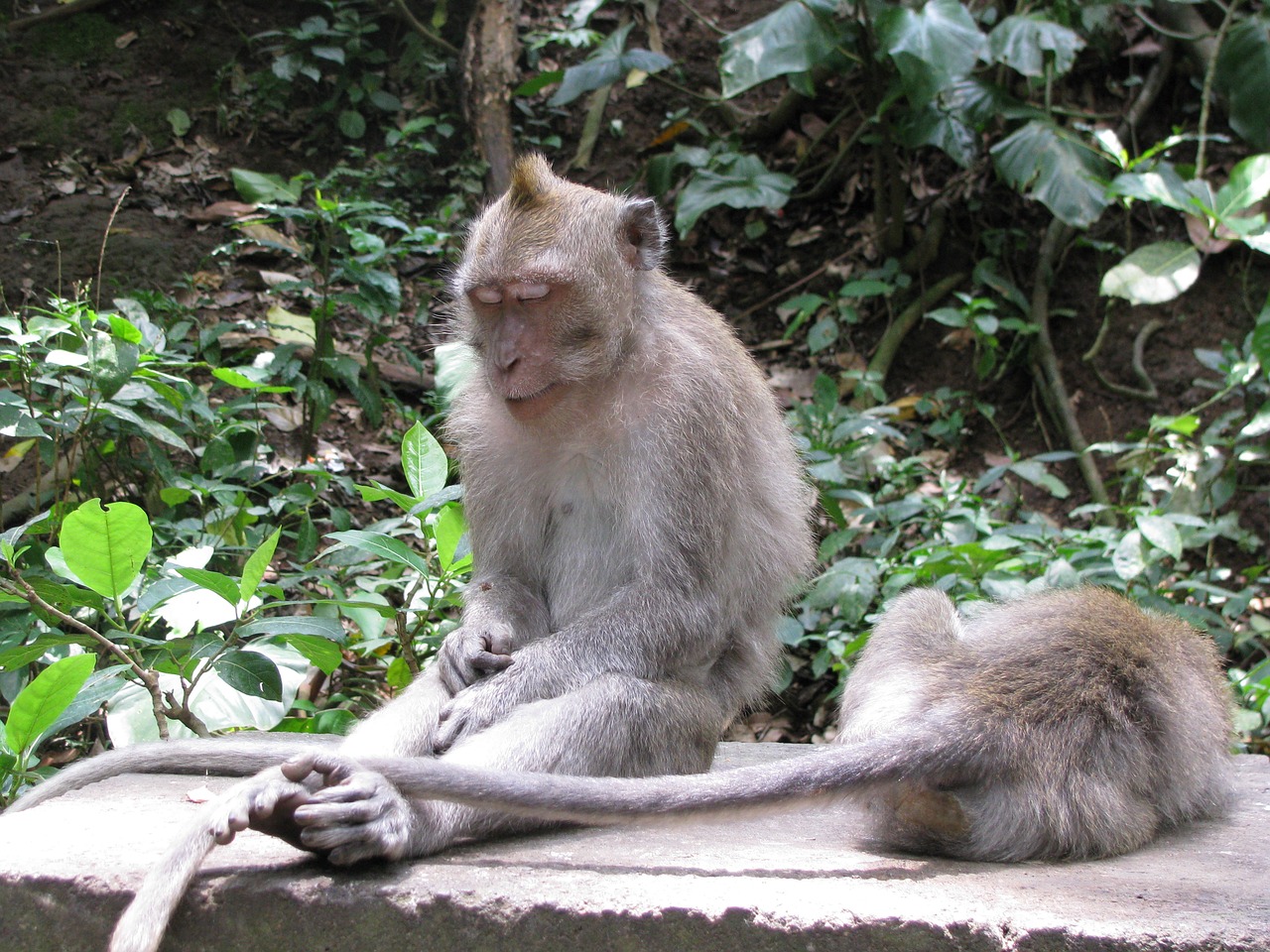 Beždžionė, Miega, Indonezija, Nemokamos Nuotraukos,  Nemokama Licenzija