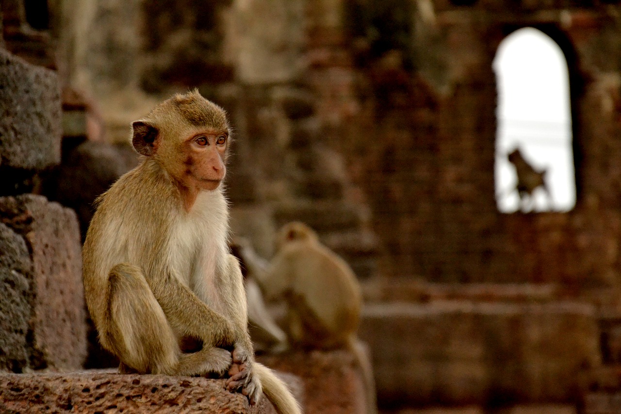 Beždžionė, Lopburi, Tailandas, Makakas, Šventykla, Nemokamos Nuotraukos,  Nemokama Licenzija