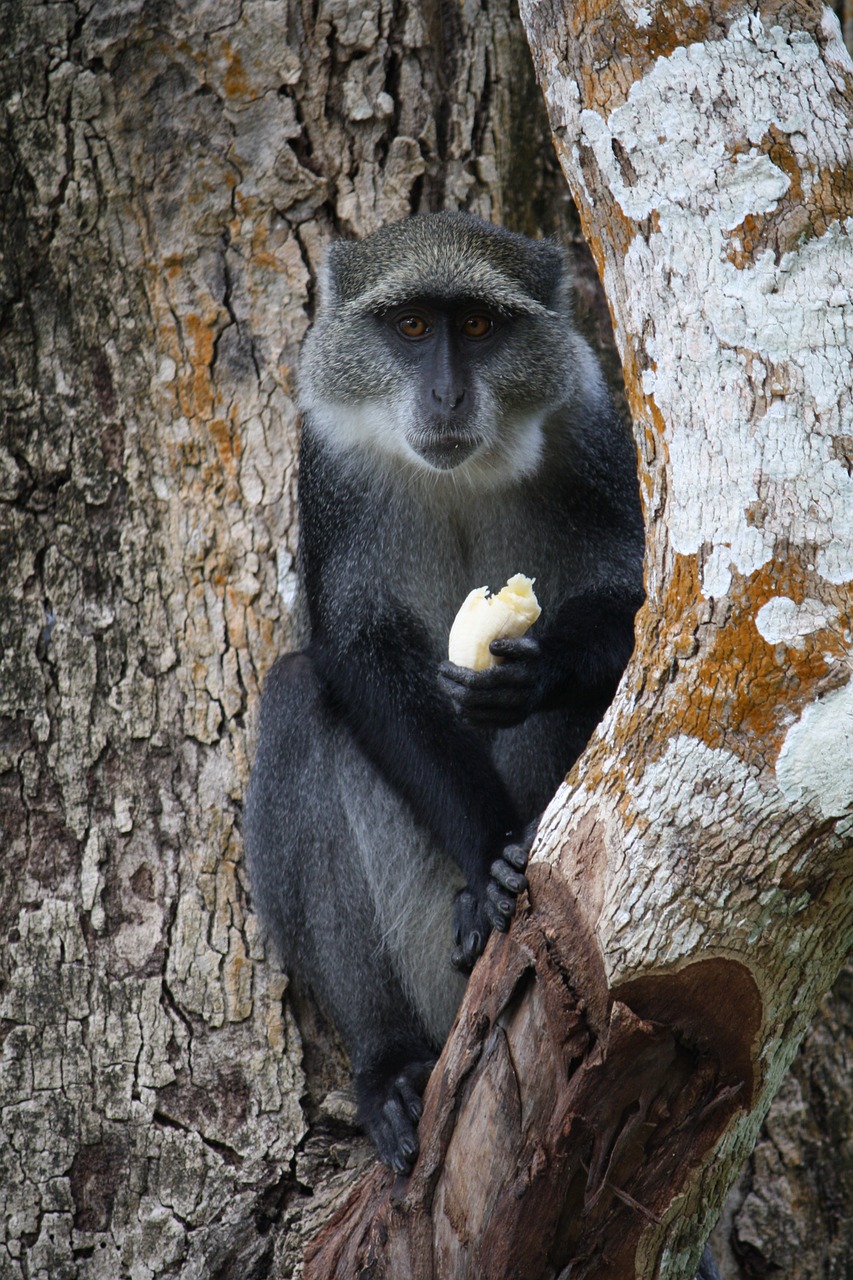 Beždžionė, Afrika, Gamta, Valgyti, Bananas, Velenas, Nemokamos Nuotraukos,  Nemokama Licenzija