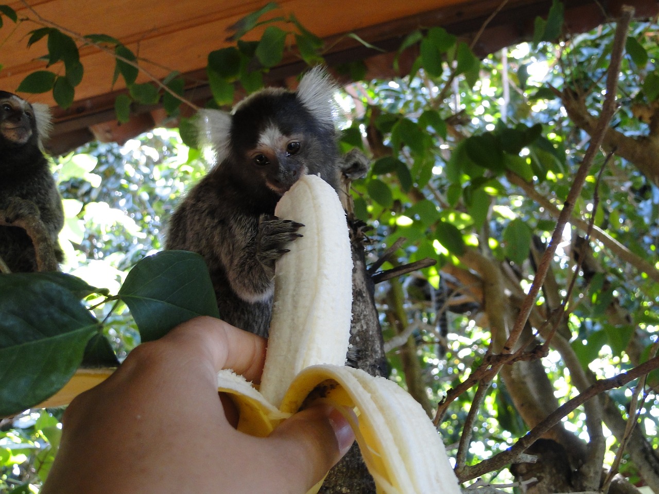 Beždžionė, Bananas, Maitinti, Natūralus, Gyvūnas, Mielas, Laukinė Gamta, Gamta, Džiunglės, Vaisiai