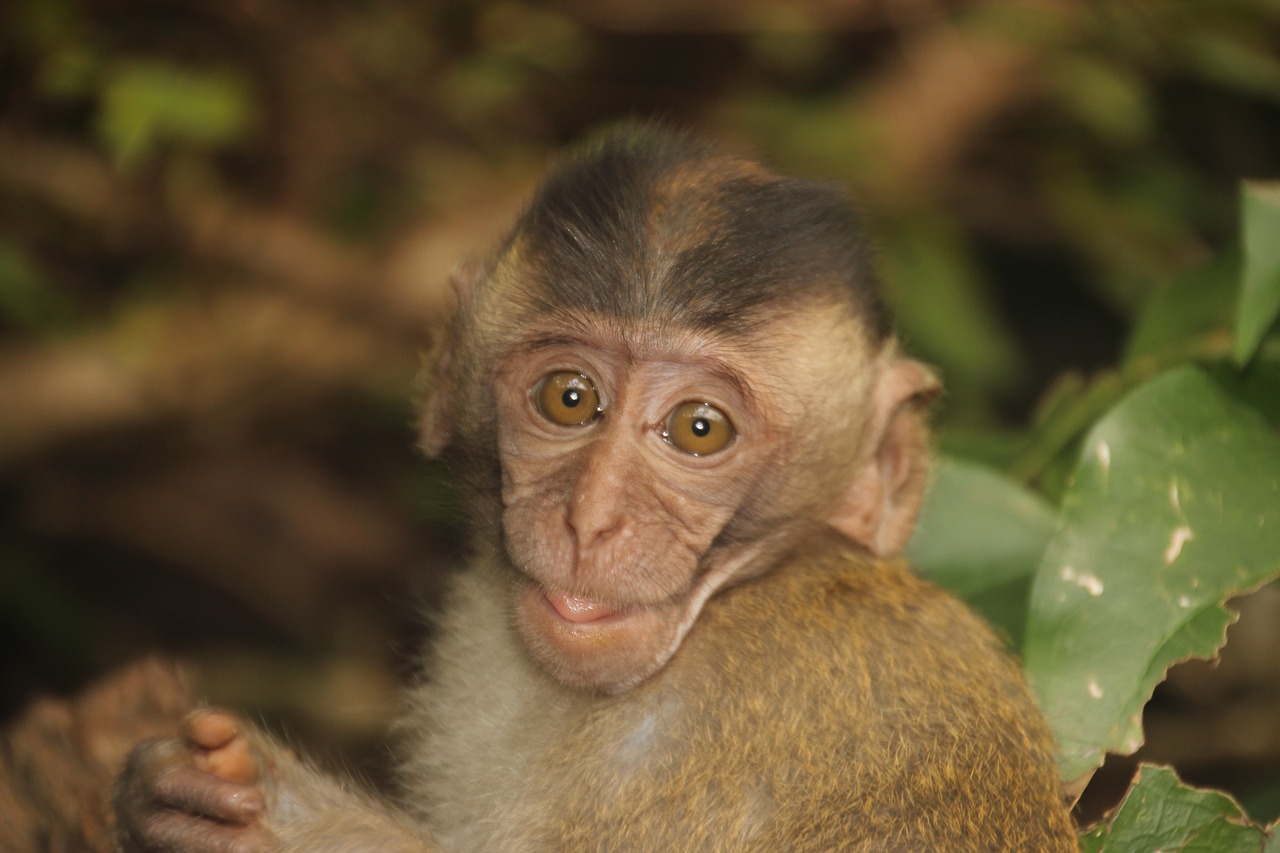 Beždžionė, Kūdikis, Beždžionių Vaikas, Affchen, Beždžionių Portretas, Tailandas, Nemokamos Nuotraukos,  Nemokama Licenzija