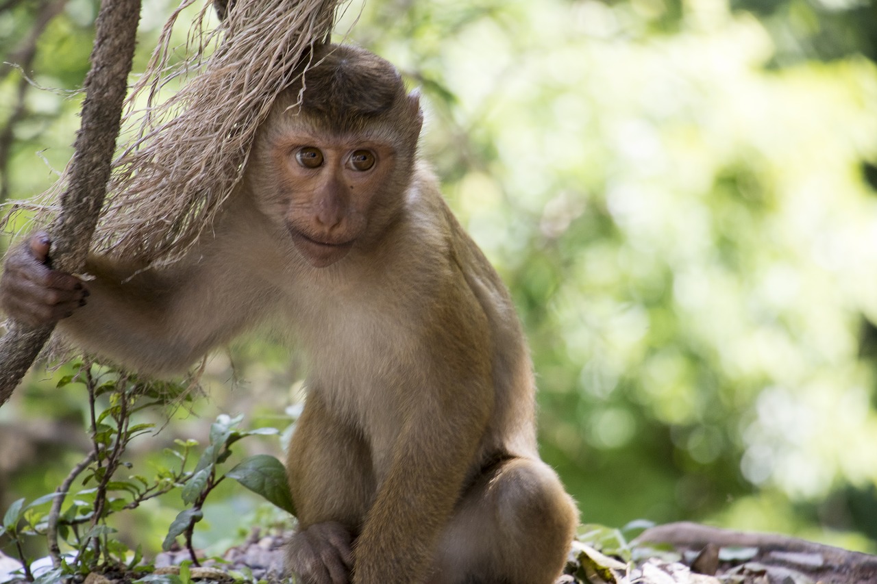 Beždžionė, Tailandas, Asija, Saldus, Primatas, Gamta, Zoologijos Sodas, Laukiniai, Džiunglės, Tropikai