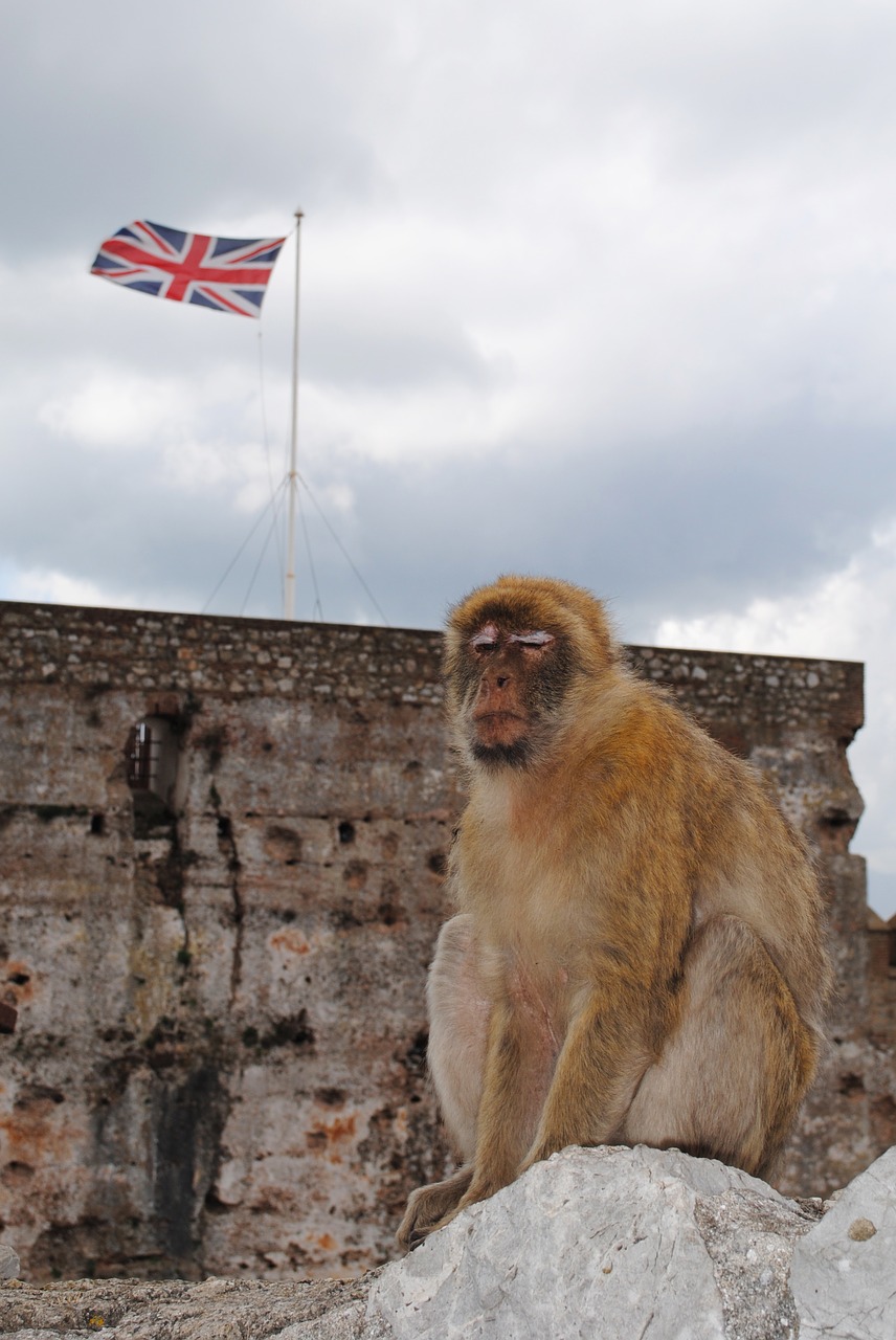 Beždžionė, Gibraltaras, Ispanija, Jungtinė Karalystė, Andalūzija, Rokas, Nemokamos Nuotraukos,  Nemokama Licenzija