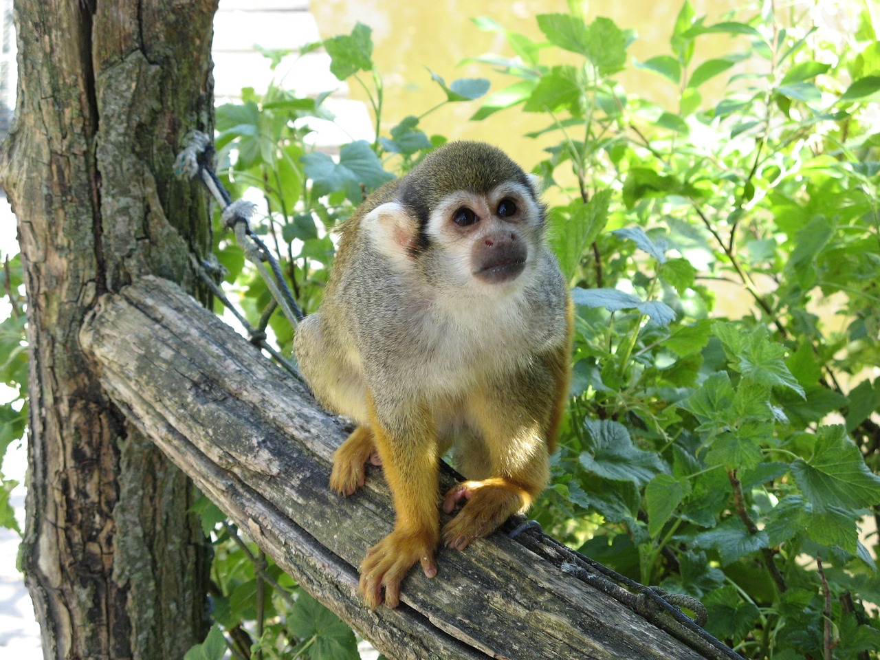 Beždžionė, Monky, Marmoset, Zoologijos Sodas, Nemokamos Nuotraukos,  Nemokama Licenzija