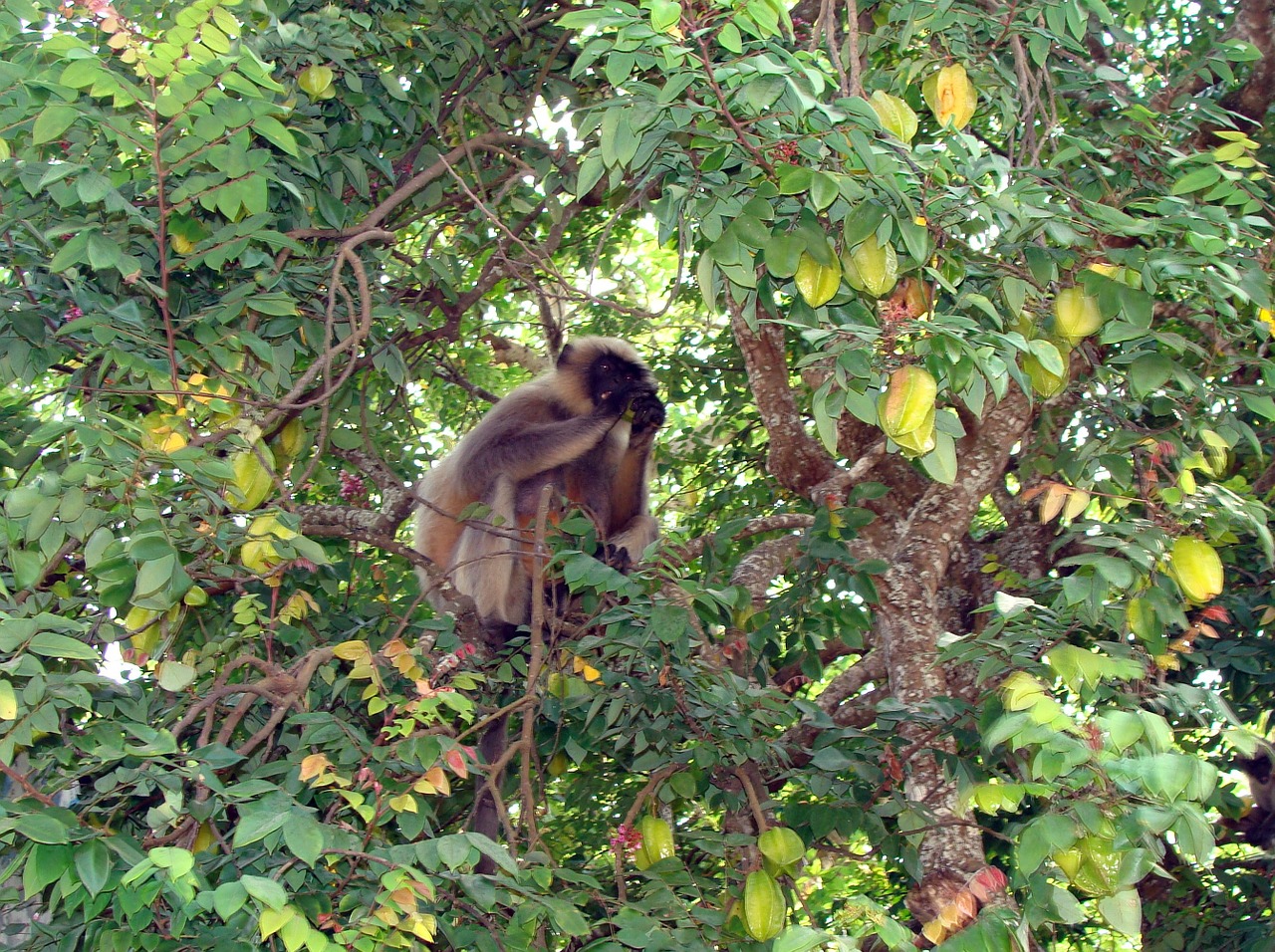 Beždžionė, Hanumanas, Langur, Semnopithecus, Laukinė Gamta, Primatas, Pilka, Pradžių Vaisių Medis, Medis, Vaisiai