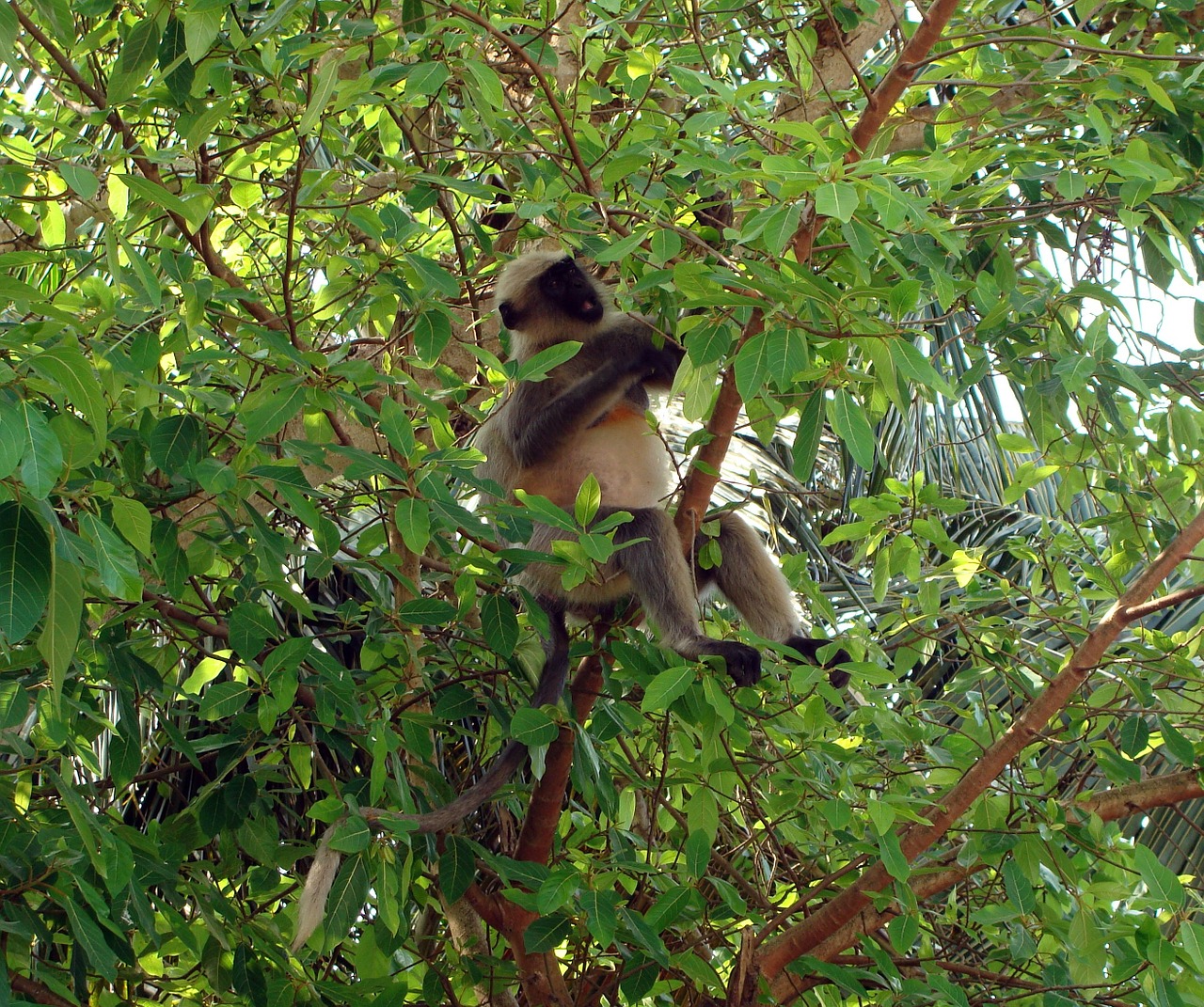 Beždžionė, Hanumanas, Langur, Laukinė Gamta, Laukiniai, Sėdi, Bicepsas, Žinduolis, Senas Pasaulis, Primatas