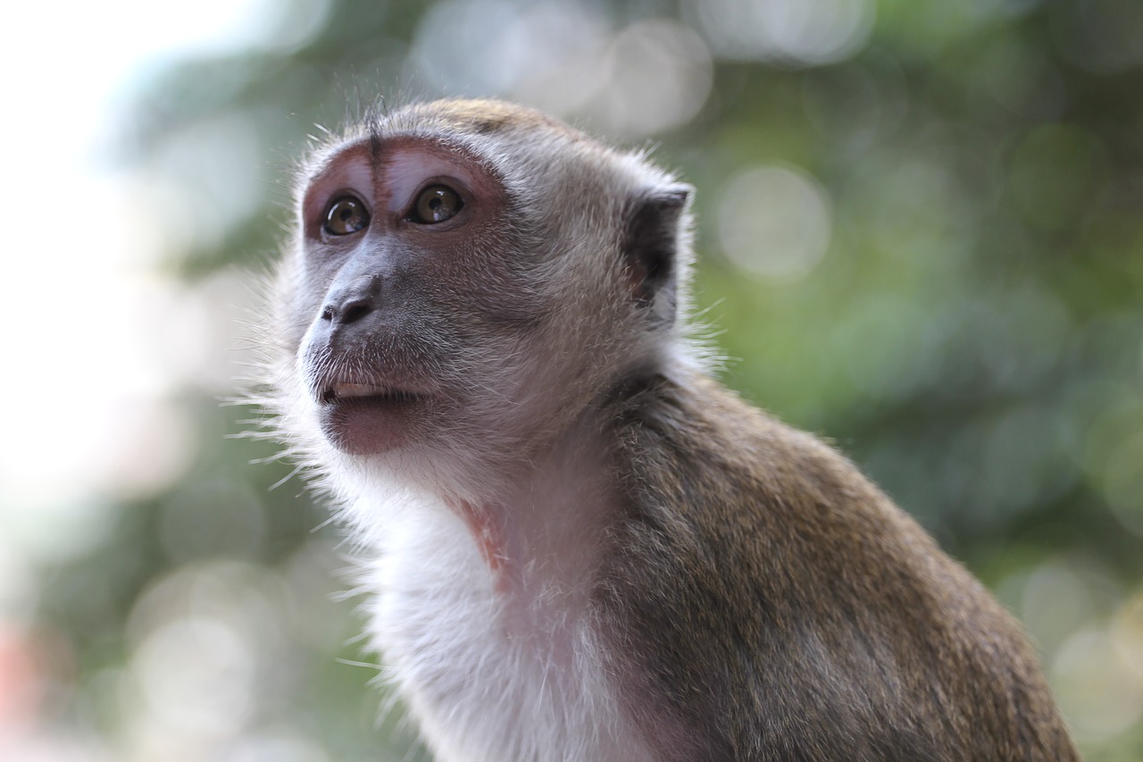 Beždžionė, Gyvūnai, Laukiniai, Malaizija, Nemokamos Nuotraukos,  Nemokama Licenzija