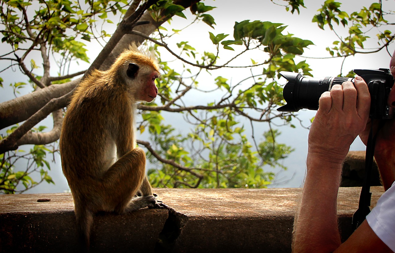 Beždžionė, Modelis, Fotoaparatas, Uždaryti, Nuotrauka, Objektyvas, Fotografuoti, Fotografas, Nuotrauka, Paparazzi