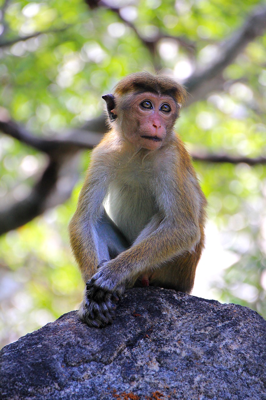 Beždžionė, Makake, Šri Lanka, Mielas, Liūdnas, Laukinės Gamtos Fotografija, Primatas, Juokinga, Nemokamos Nuotraukos,  Nemokama Licenzija