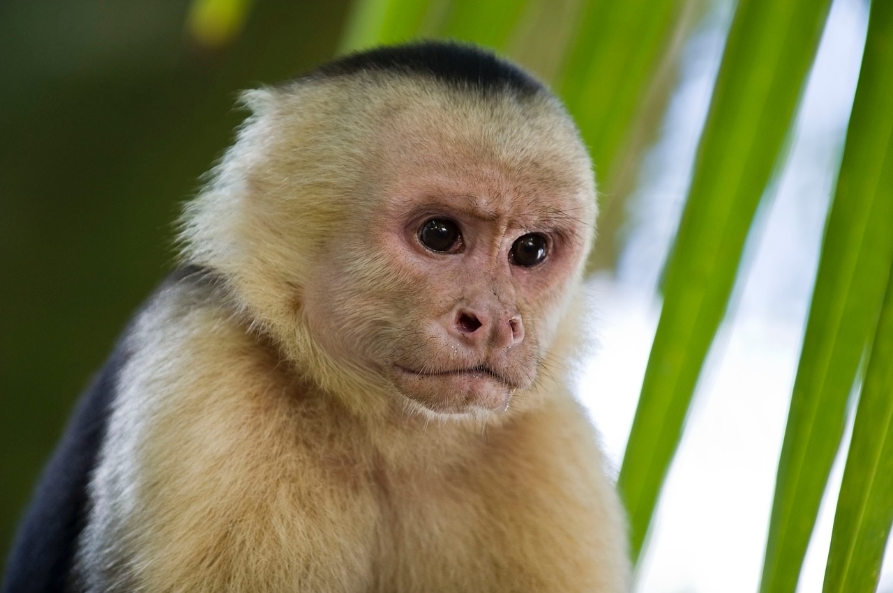 Beždžionė, Primatai, Kapucinas, Nemokamos Nuotraukos,  Nemokama Licenzija