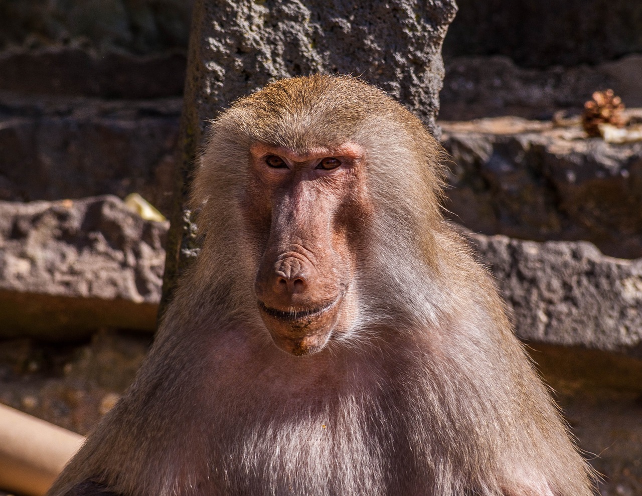 Beždžionė, Zoologijos Sodas, Malonumas, Gyvūnai, Nemokamos Nuotraukos,  Nemokama Licenzija