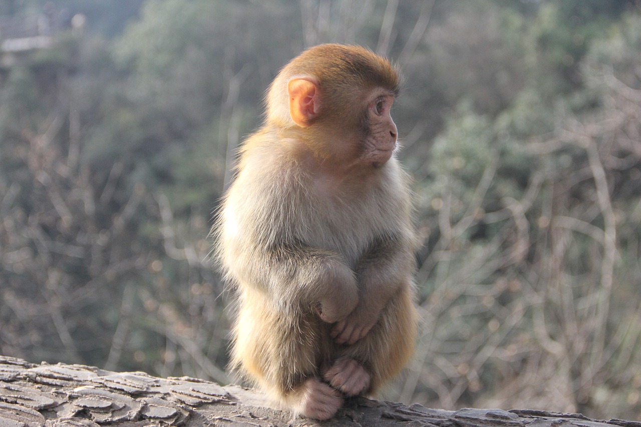 Beždžionė, Zhangjiajie, Gyvūnas, Nemokamos Nuotraukos,  Nemokama Licenzija