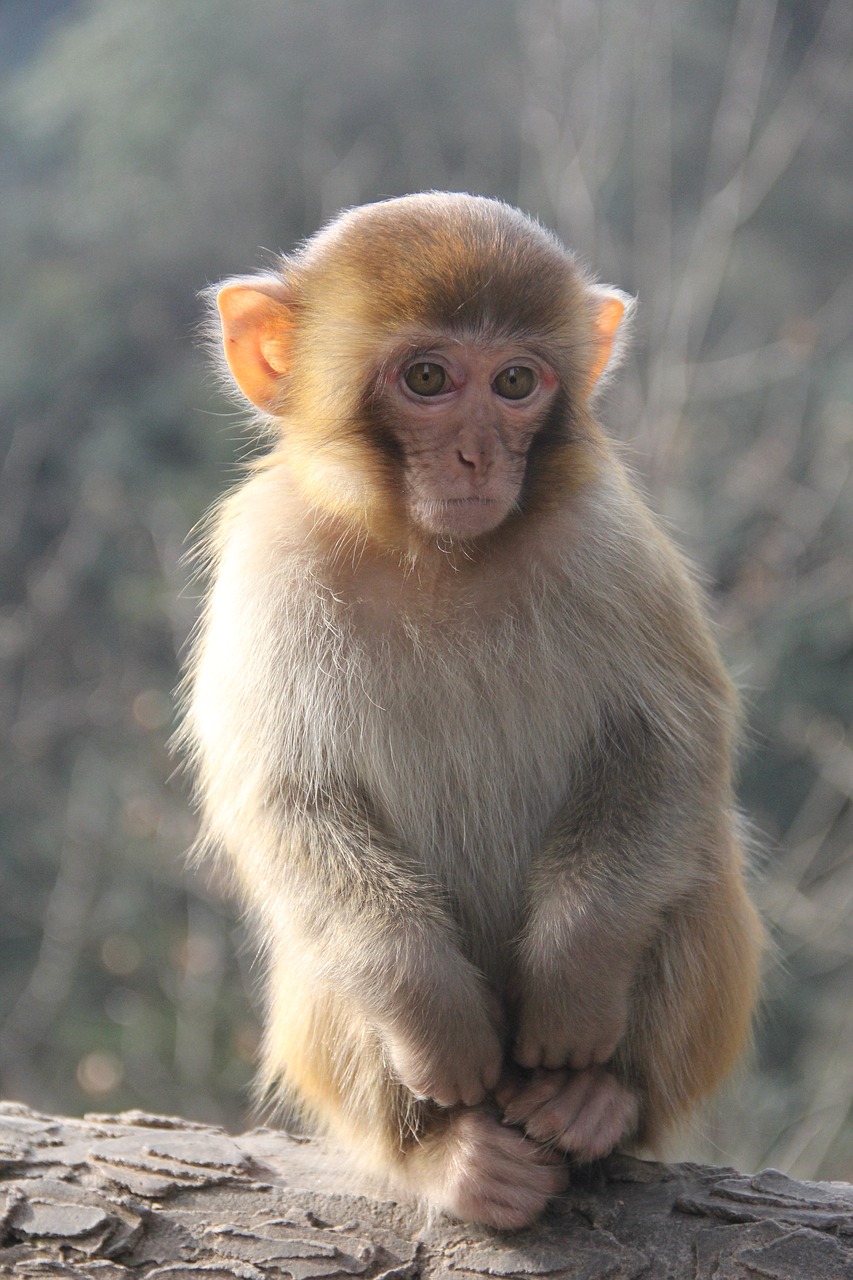 Beždžionė, Zhangjiajie, Gyvūnas, Nemokamos Nuotraukos,  Nemokama Licenzija