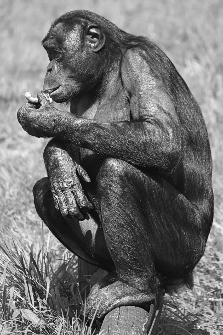 Beždžionė, Bonobo, Puikus Ape, Gyvūnas, Žinduolis, Nemokamos Nuotraukos,  Nemokama Licenzija