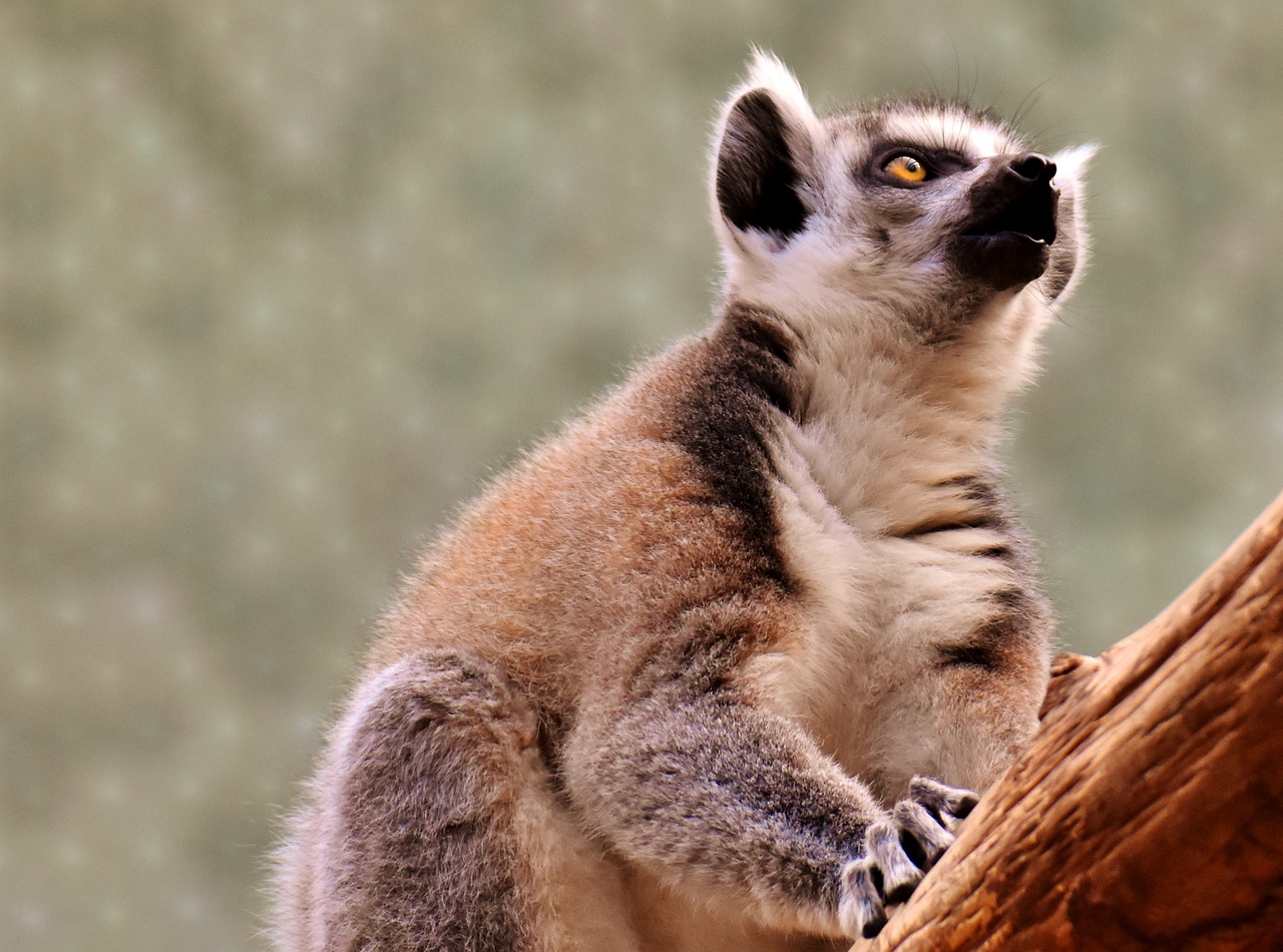 Beždžionė, Lemūrai, Mielas, Valgyti, Zoologijos Sodas, Affchen, Saldus, Gyvūnas, Gyvūnų Pasaulis, Tierpark Hellabrunn