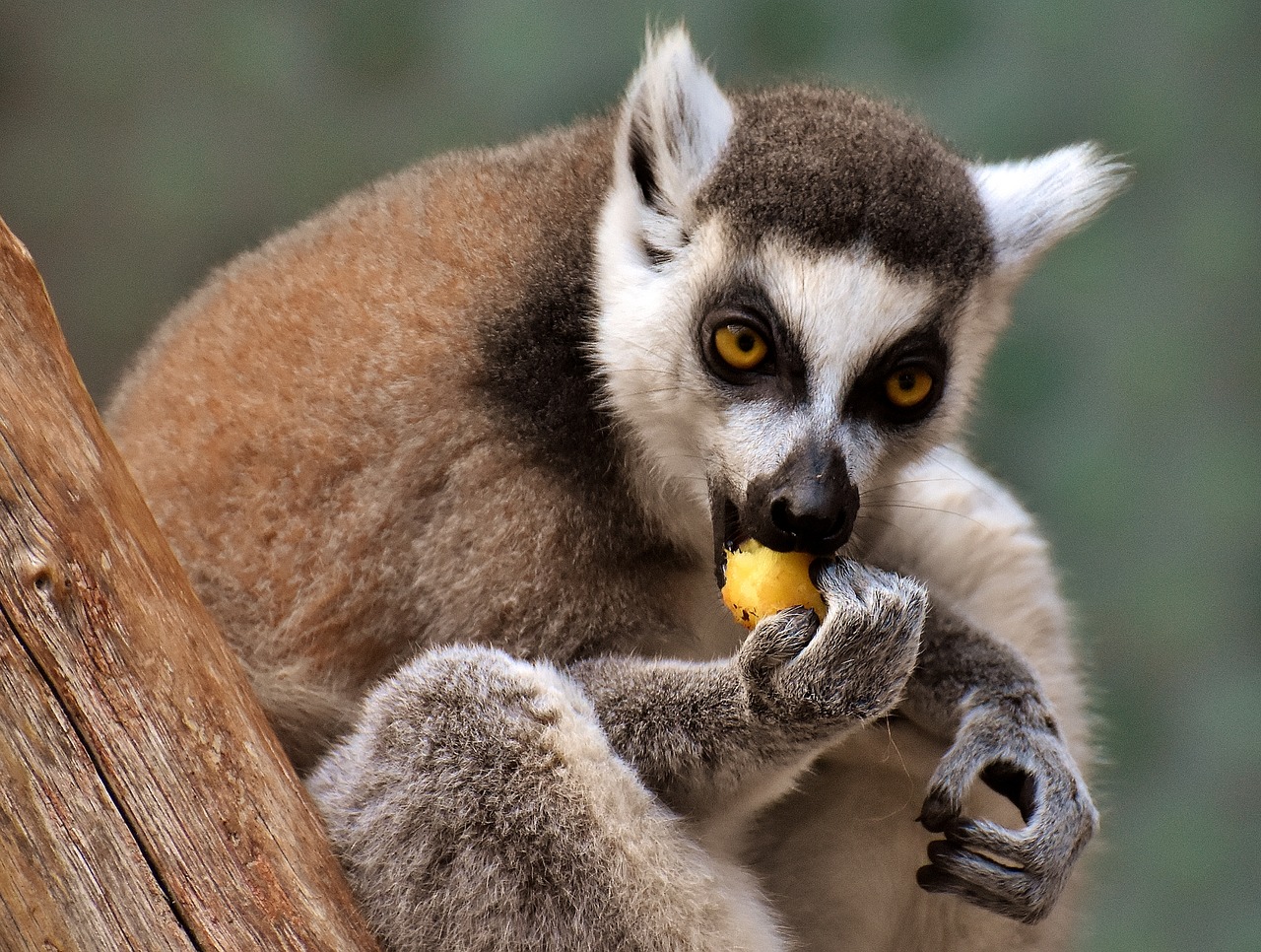 Beždžionė, Lemūrai, Mielas, Valgyti, Zoologijos Sodas, Affchen, Saldus, Gyvūnas, Gyvūnų Pasaulis, Tierpark Hellabrunn