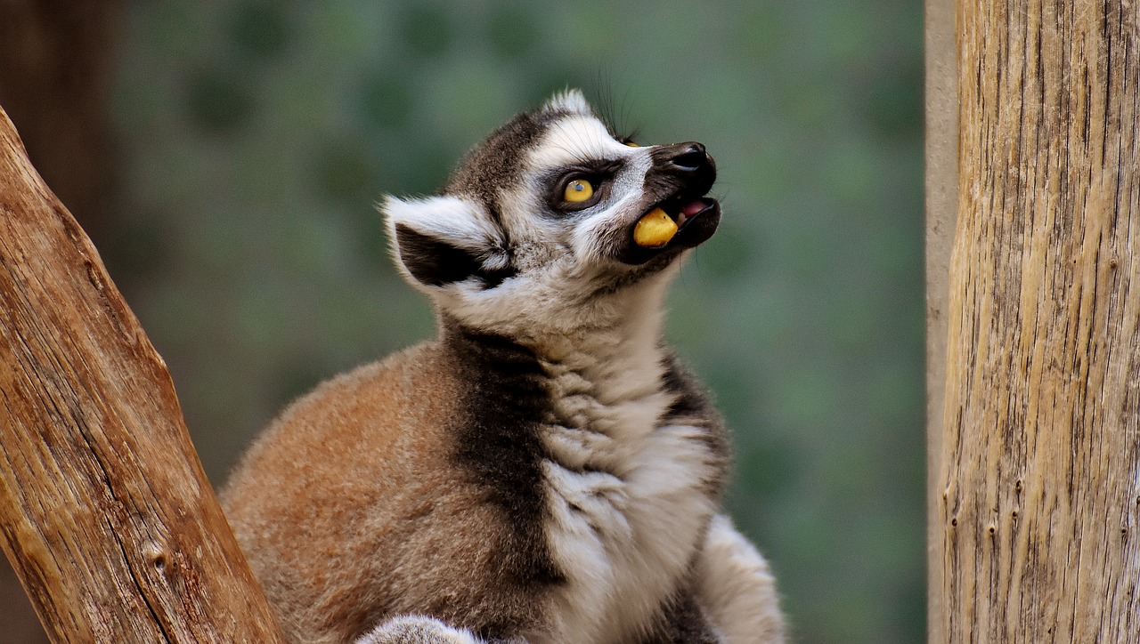 Beždžionė, Lemūrai, Mielas, Valgyti, Zoologijos Sodas, Affchen, Saldus, Gyvūnas, Gyvūnų Pasaulis, Tierpark Hellabrunn