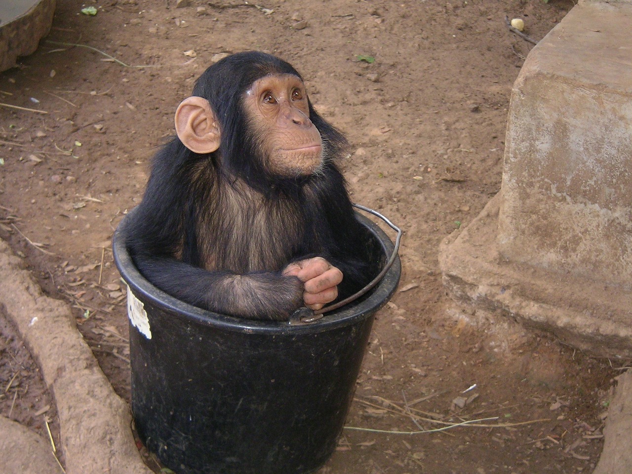 Beždžionė, Zoologijos Sodas, Afrika, Nemokamos Nuotraukos,  Nemokama Licenzija