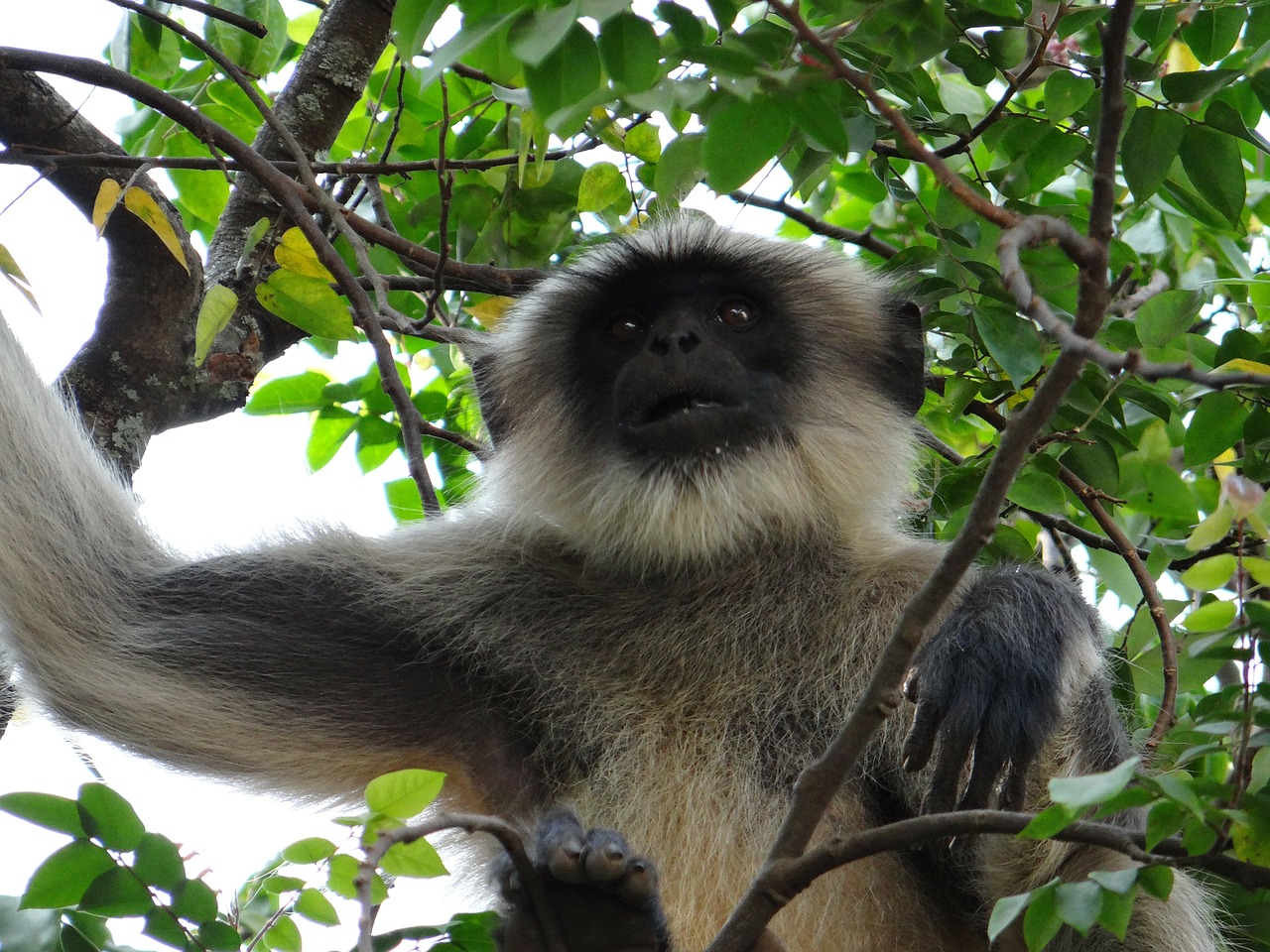 Beždžionė, Langur, Hanuman Langur, Indija, Gyvūnas, Laukinė Gamta, Laukiniai, Zoologija, Žinduolis, Rūšis