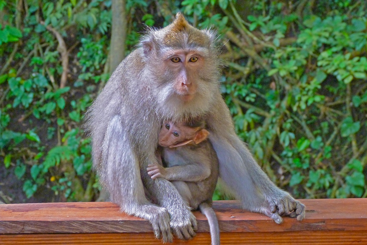Beždžionė, Indonezija, Laukiniai, Vaikas, Nemokamos Nuotraukos,  Nemokama Licenzija