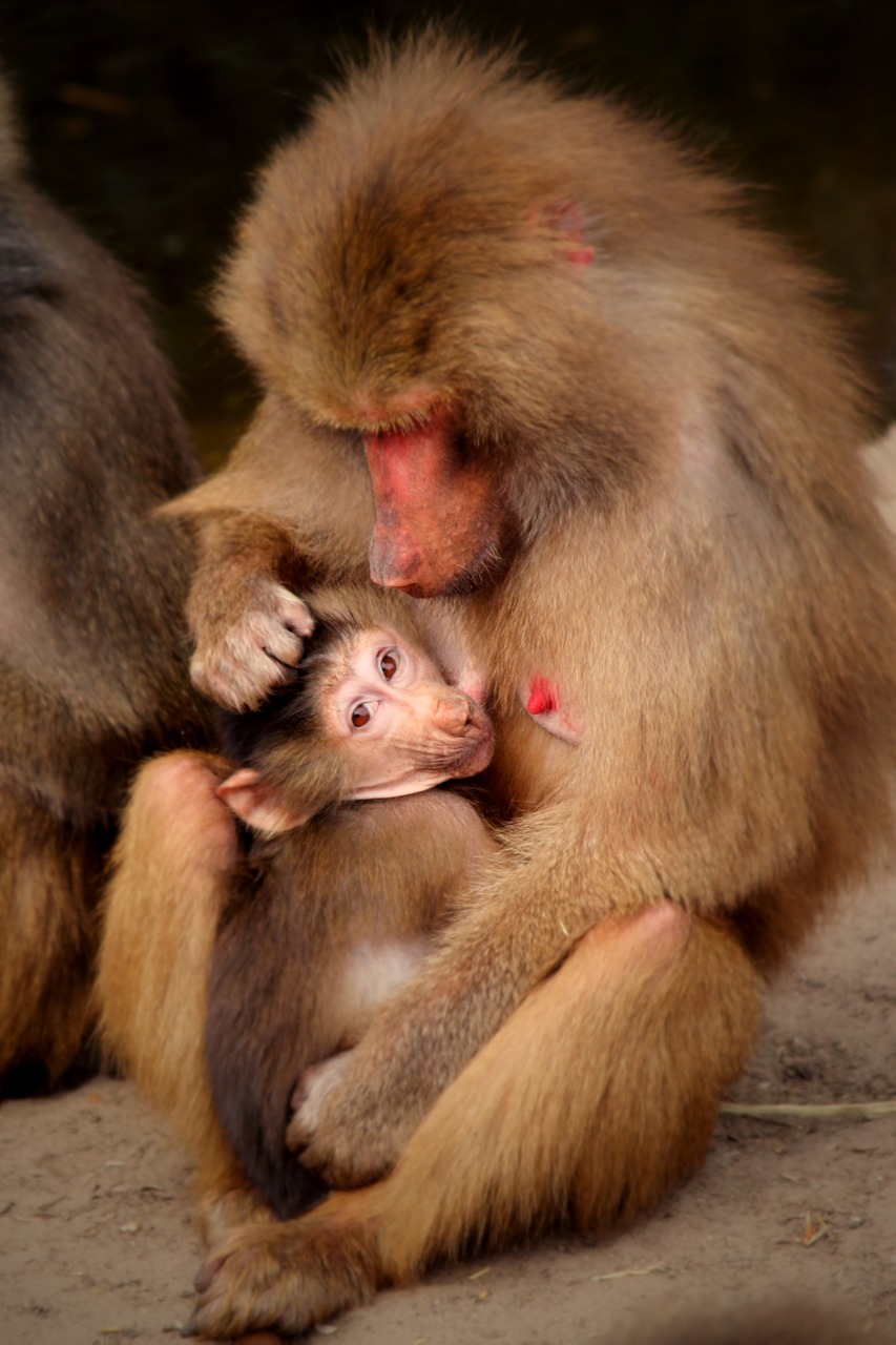 Beždžionė, Kūdikis, Gyvūnai, Motina, Žvėrys, Portretas, Pietų Afrika, Mažas, Gražus, Gyvūnų Pasaulis