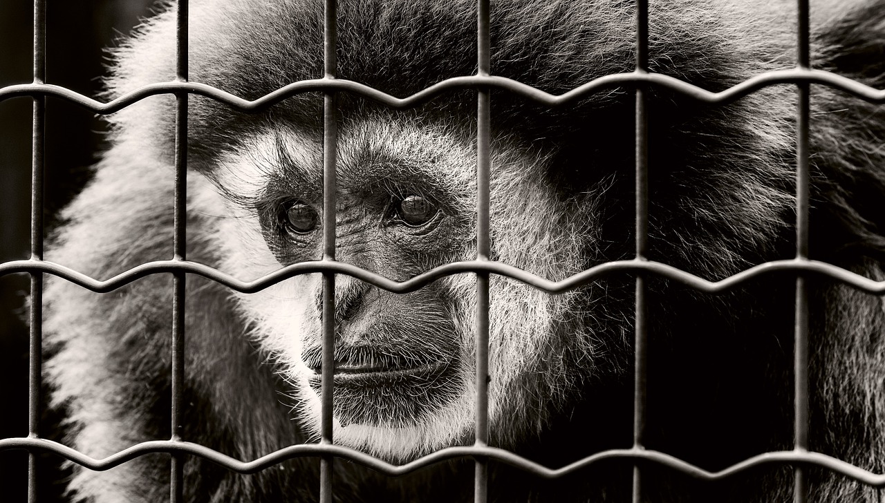 Beždžionė, Nelaisvė, Liūdnas, Įkalintas, Laukinės Gamtos Fotografija, Kalėjimas, Zoologijos Sodas, Tinklelis, Sw, Nemokamos Nuotraukos