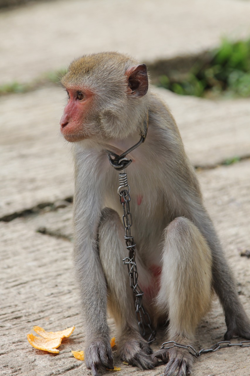 Beždžionė, Mamakas, Vietnamas, Nemokamos Nuotraukos,  Nemokama Licenzija