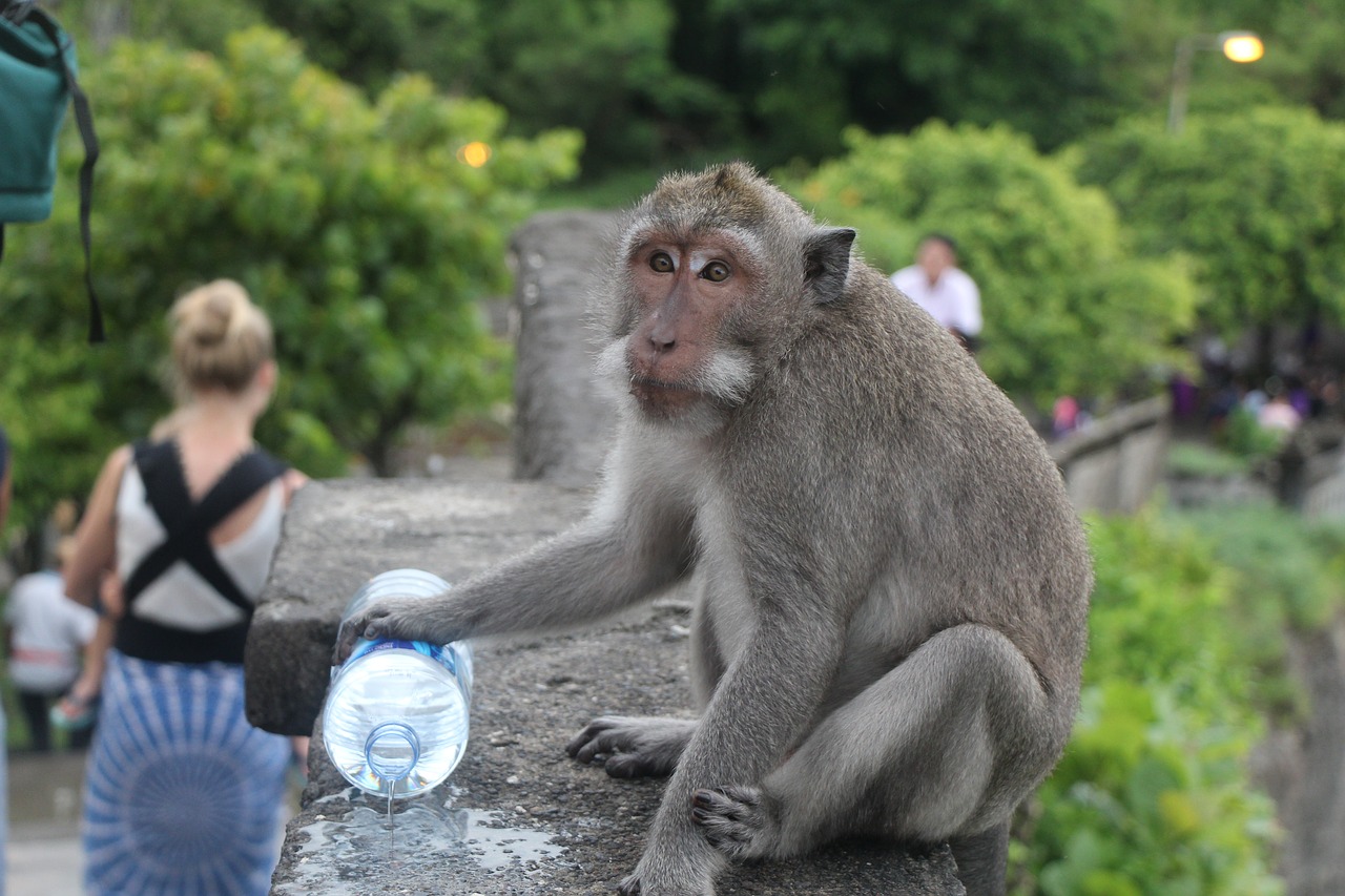 Beždžionė, Bali, Indonezija, Gyvūnas, Žinduolis, Kelionė, Mielas, Uluwatu Šventykla, Nemokamos Nuotraukos,  Nemokama Licenzija