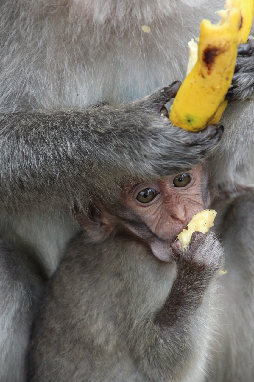 Beždžionė, Kūdikis, Affchen, Beždžionė, Beždžionių Vaikas, Jaunas Gyvūnas, Bananas, Bali, Nemokamos Nuotraukos,  Nemokama Licenzija