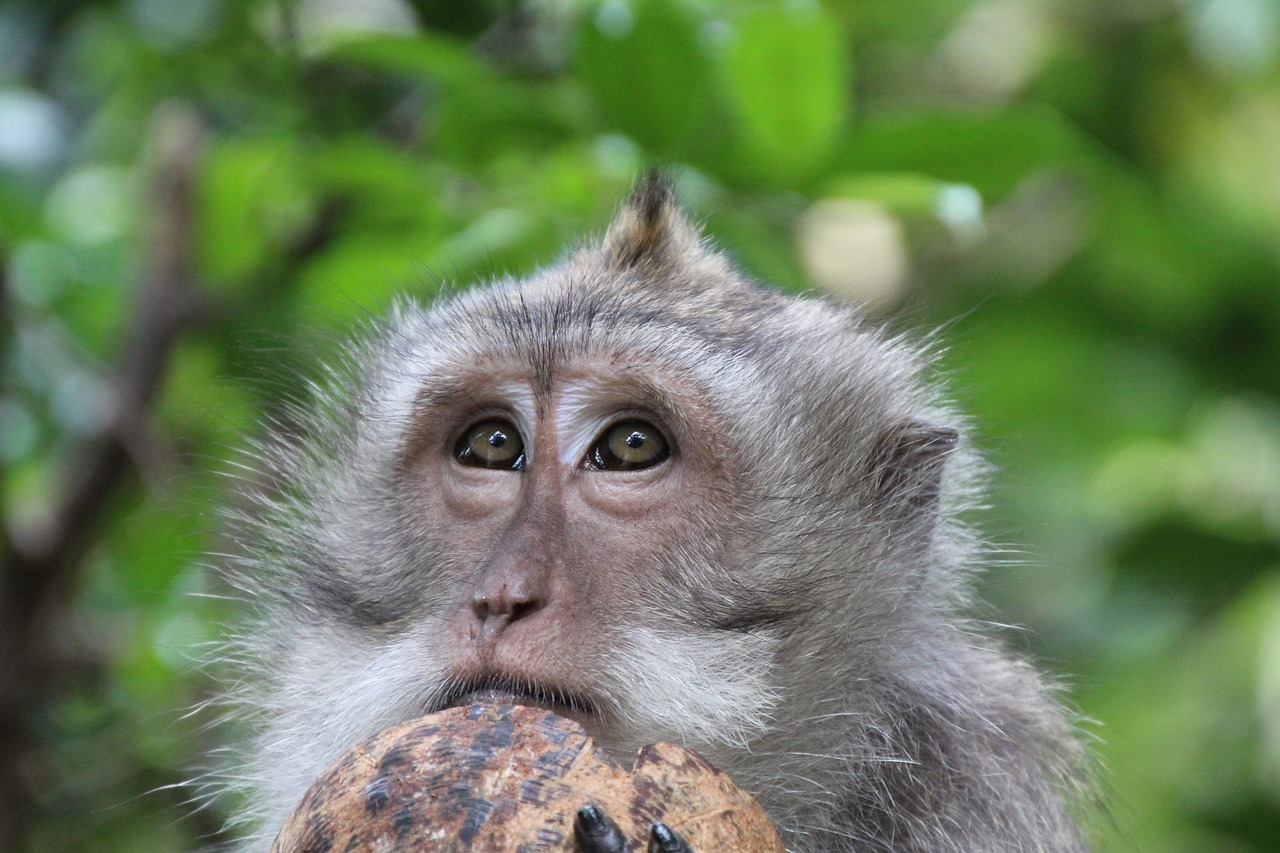 Beždžionė, Kokoso, Akys, Nemokamos Nuotraukos,  Nemokama Licenzija