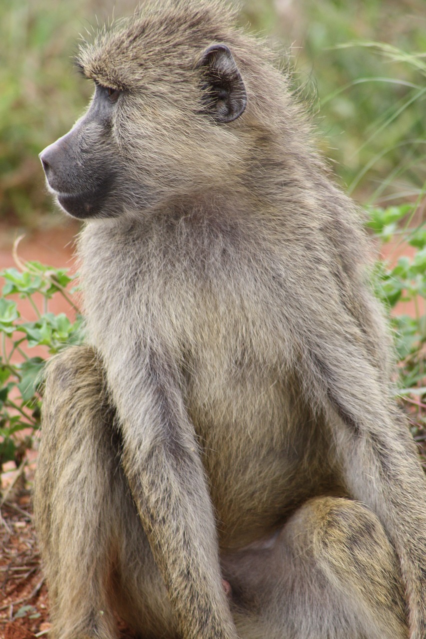 Beždžionė, Afrika, Safari, Nacionalinis Parkas, Kenya, Nemokamos Nuotraukos,  Nemokama Licenzija