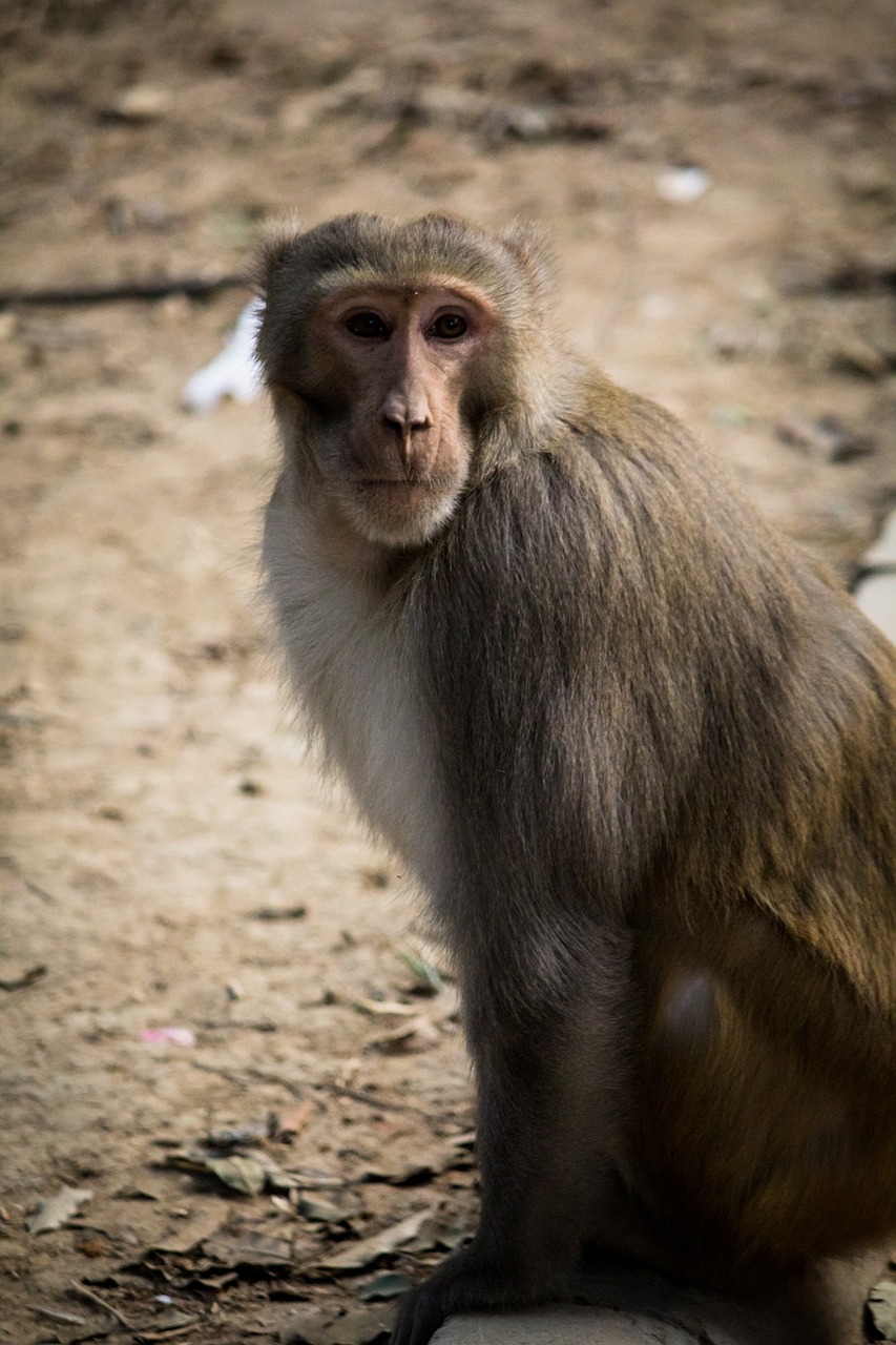 Beždžionė, Kelti, Fotografija, Nemokamos Nuotraukos,  Nemokama Licenzija