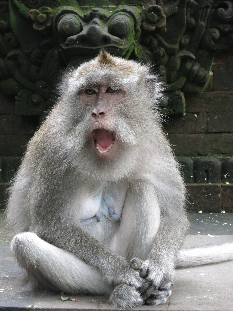 Beždžionė, Bali, Veido Išraiška, Nemokamos Nuotraukos,  Nemokama Licenzija