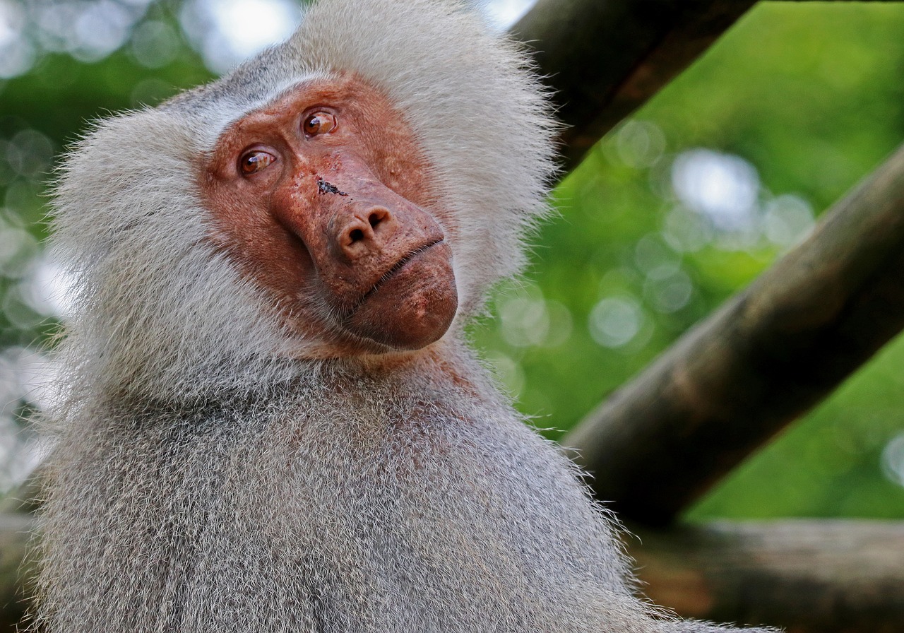 Beždžionė, Babuinas, Zoologijos Sodas, Gyvūnas, Tiergarten, Gamta, Primatas, Žinduolis, Primatai, Gvinėjos Babuinas