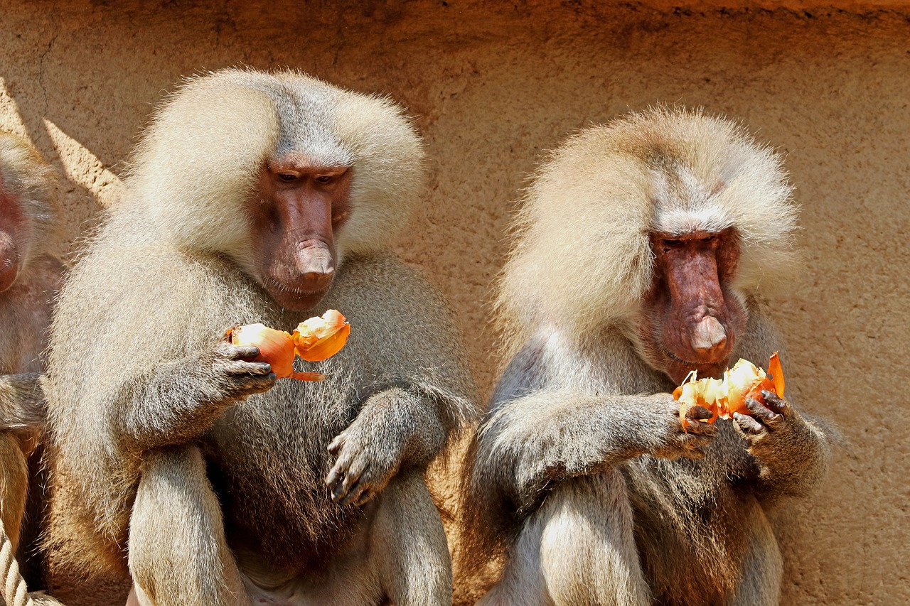 Beždžionė, Babuinas, Zoologijos Sodas, Gyvūnas, Tiergarten, Gamta, Primatas, Žinduolis, Primatai, Gvinėjos Babuinas