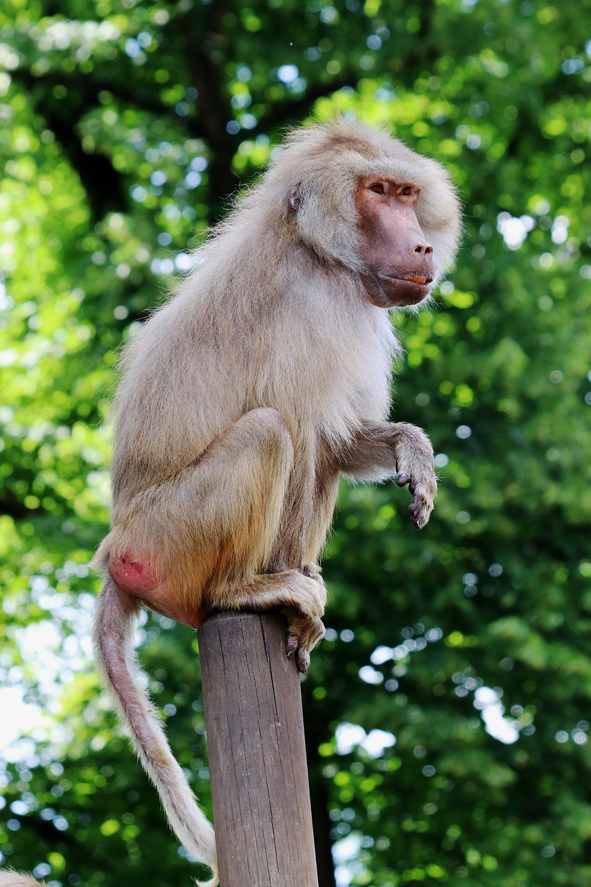 Beždžionė, Babuinas, Zoologijos Sodas, Gyvūnas, Tiergarten, Gamta, Primatas, Žinduolis, Primatai, Gvinėjos Babuinas