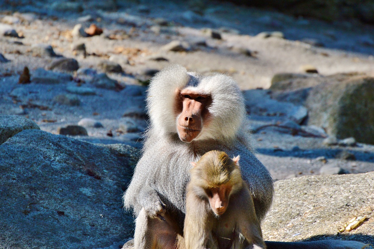 Beždžionė, Babuinas, Gyvūnas, Tiergarten, Zoologijos Sodas, Tierpark Hellabrunn, Nemokamos Nuotraukos,  Nemokama Licenzija