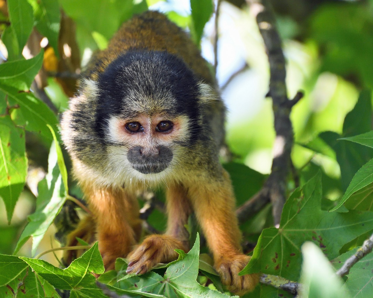 Beždžionė, Ūkiri Peru, Medis, Nemokamos Nuotraukos,  Nemokama Licenzija