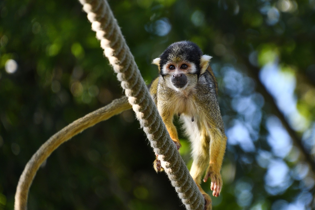 Beždžionė, Ūkiri Peru, Zoologijos Sodas, Lynai, Nemokamos Nuotraukos,  Nemokama Licenzija